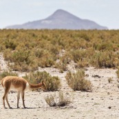 Lama dans le désert