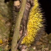 coendou bicolor