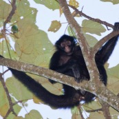 Singe araignée