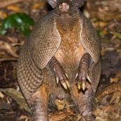 Armadillo