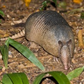 Armadillo