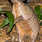 Armadillo