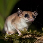 Marsupial ou opposum. Guyane.