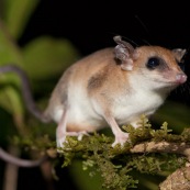 Marsupial ou opposum. Guyane.