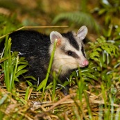 Didelphis albiventris