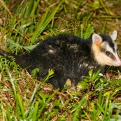 Didelphis albiventris