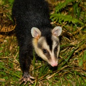 Didelphis albiventris