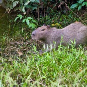 Capybara