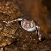 Chauve-souris vampire