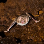 Chauve-souris vampire