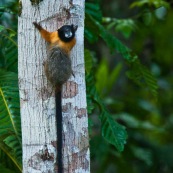 Tamarin