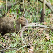 Capybara