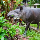 Tapirus terrestris