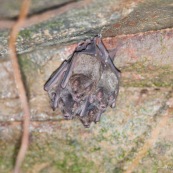 Grappe de chauve-souris chauve souris