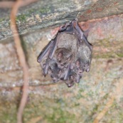 Grappe de chauve-souris chauve souris