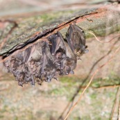 Grappe de chauve-souris chauve souris