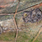 Grappe de chauve-souris chauve souris