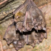 Grappe de chauve-souris chauve souris