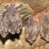 Grappe de chauve-souris chauve souris