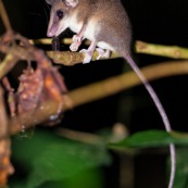 Opossum marsupial