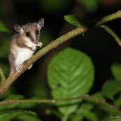 Opossum marsupial