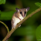 Opossum marsupial