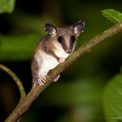 Opossum marsupial