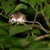 Opossum marsupial