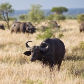 Bufles Farique du Sud