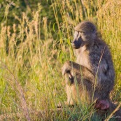 Babouin assis Afrique du sud