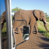 Elephant Afrique du Sud traverse la route