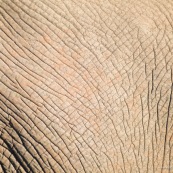 Peau elephant Afrique du sud