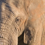 Tete d'elephant Afrique du Sud oeil oreille gros plan