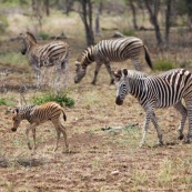 Zèbre Farique du Sud parc Kruger. Mère et son petit.