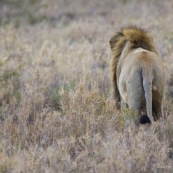 Lion Afrique du Sud parc Kruger