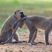 Le Vervet ou Vervet bleu (Chlorocebus pygerythrus) est un singe aux testicules bleues