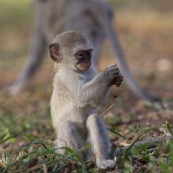 Bébé singe Afrique du Sud. Le Vervet ou Vervet bleu (Chlorocebus pygerythrus) .