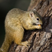 Tree squirell