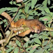 Kinkajou