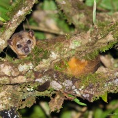 Kinkajou