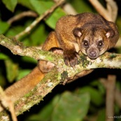 Kinkajou