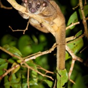 Kinkajou