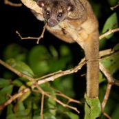 Kinkajou