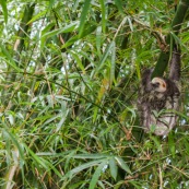 Paresseux et bambous