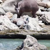 Tapir