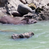 Tapir