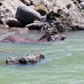 Tapir