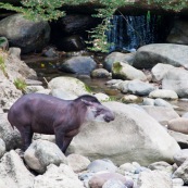 Tapir