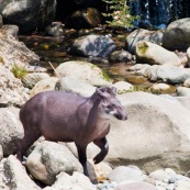 Tapir