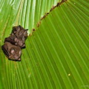 Tent-making bat